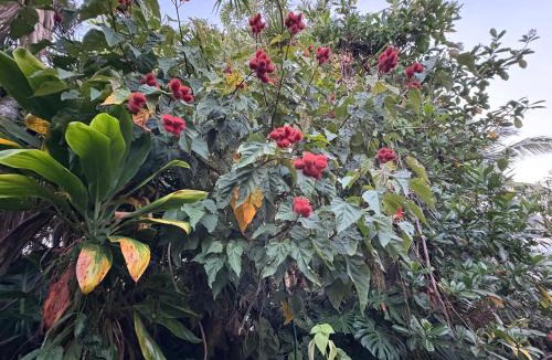Hilo Bed & Breakfast | Hawaiian Ohana Home