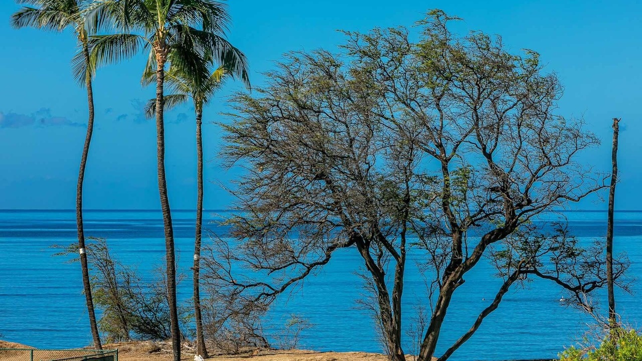 Photo of Others in Kihei