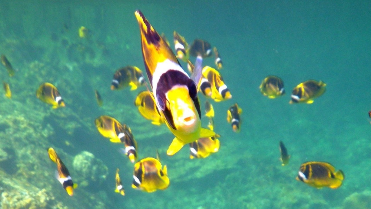 Photo of Outdoor in Keaau