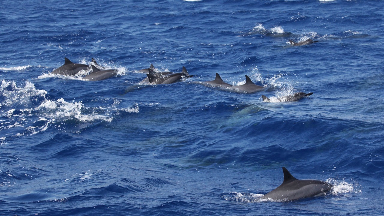 Photo of Others in Waikoloa