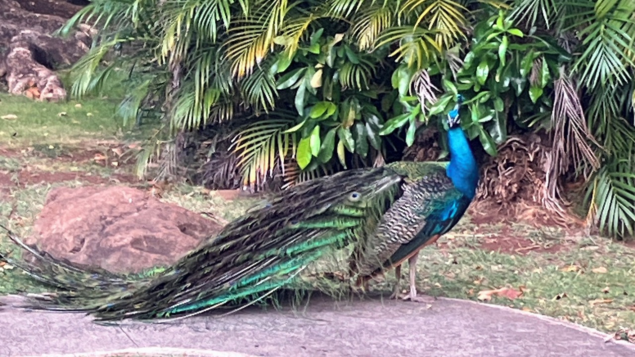 Photo of Outdoor in Makaha Valley