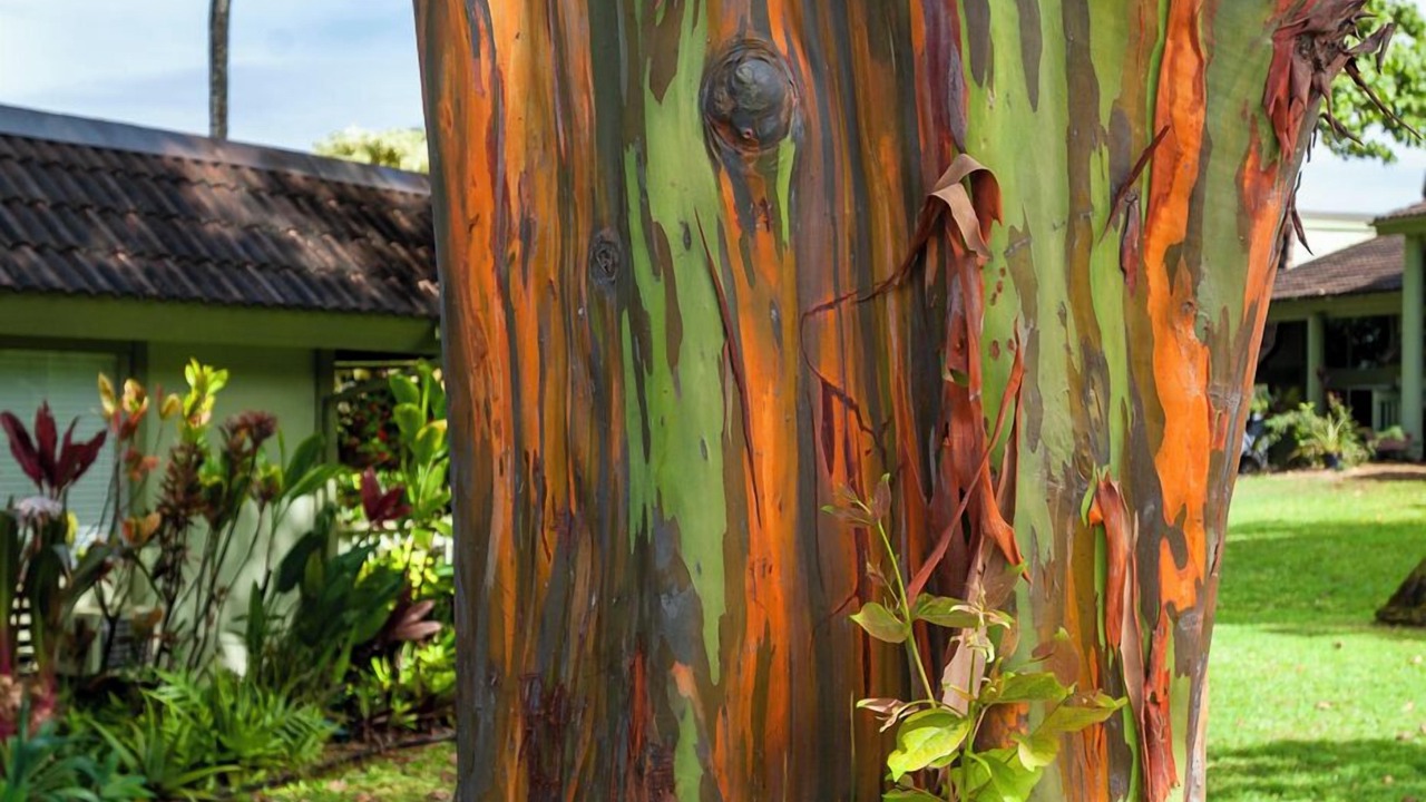 Photo of Outdoor in Princeville