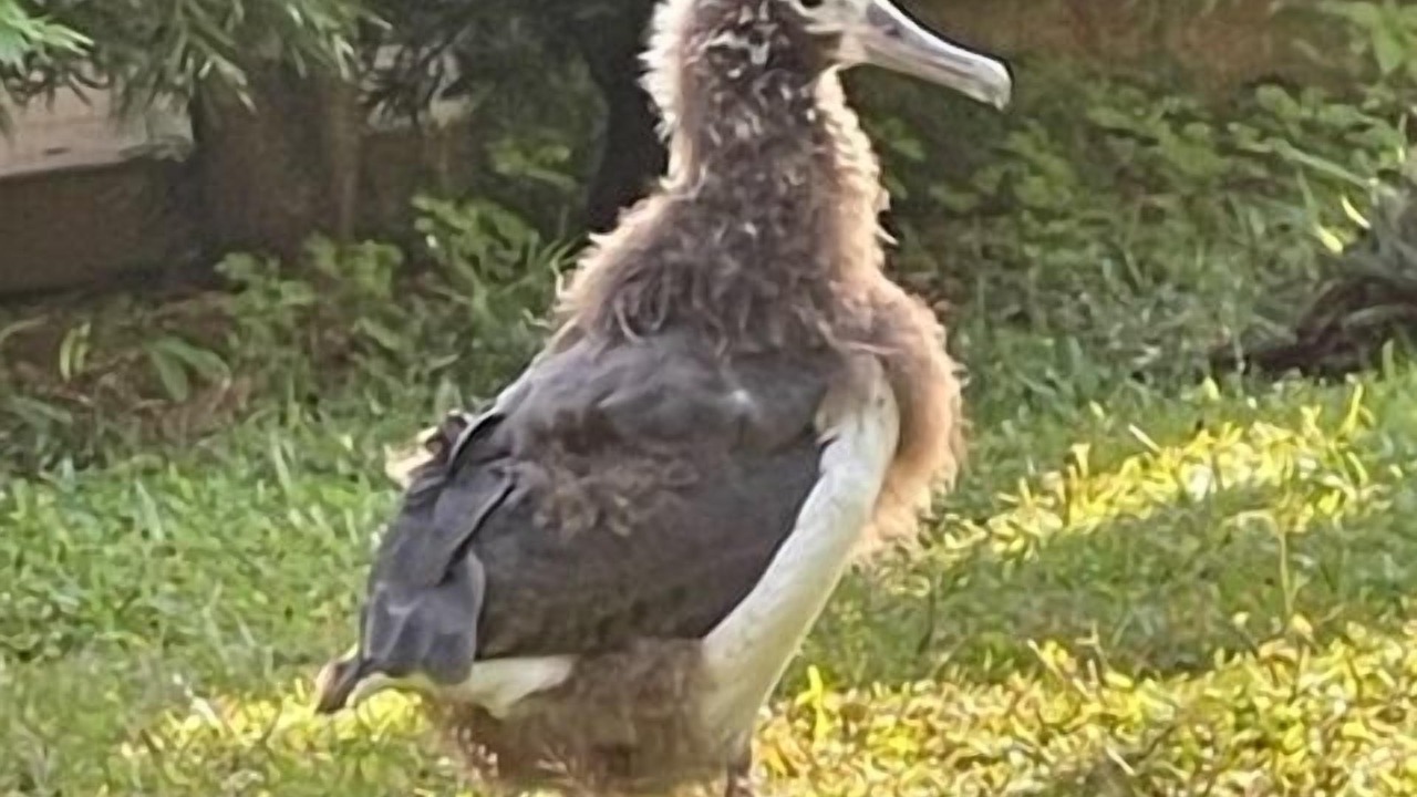 Photo of Others in Princeville