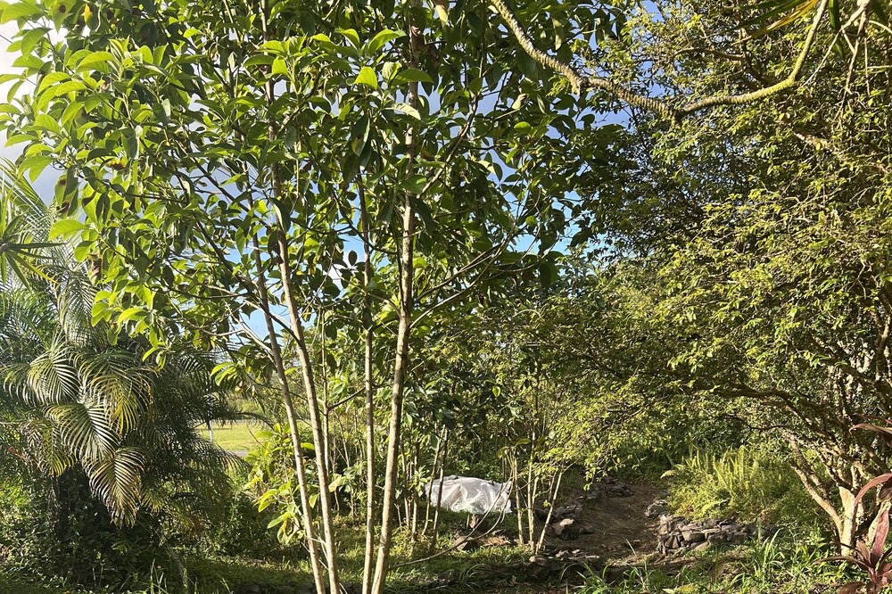 Photo of Outdoor in Keaau