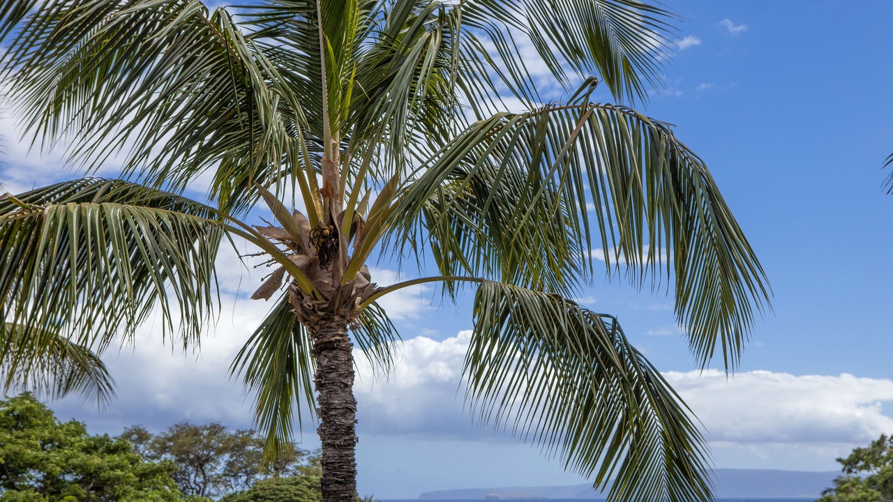 Photo of Outdoor in Kihei
