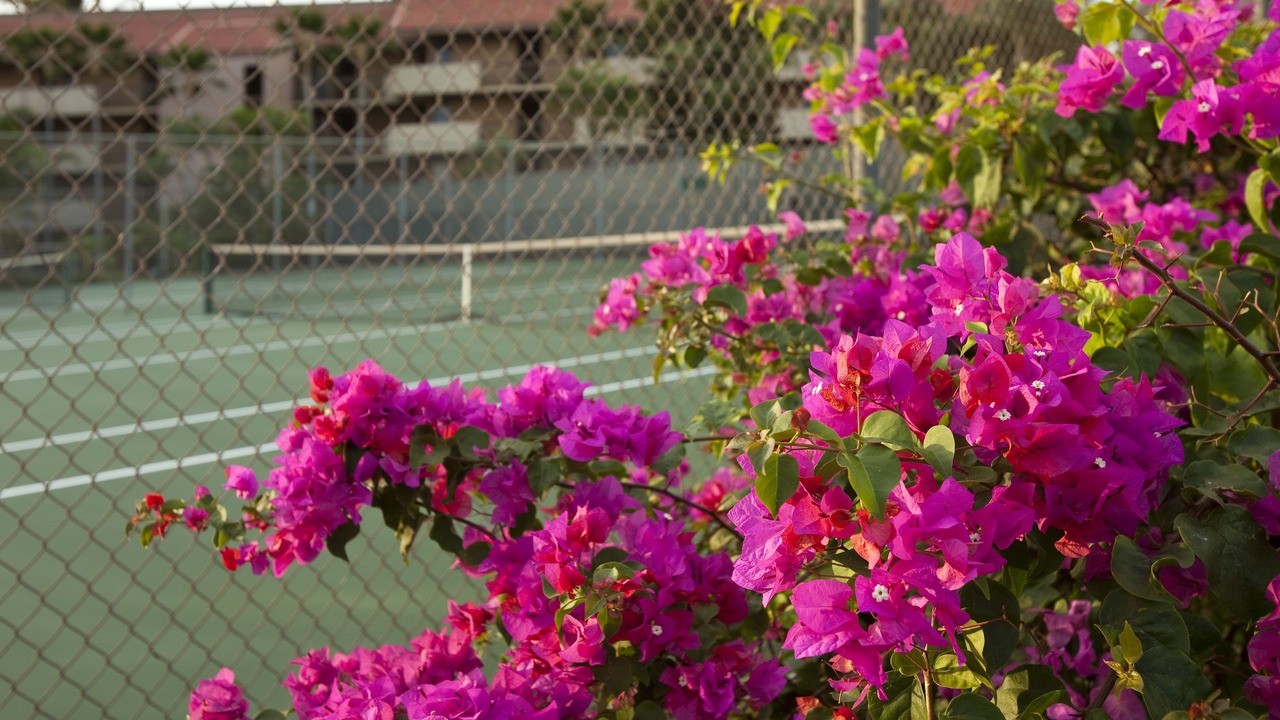 Photo of Others in Kihei