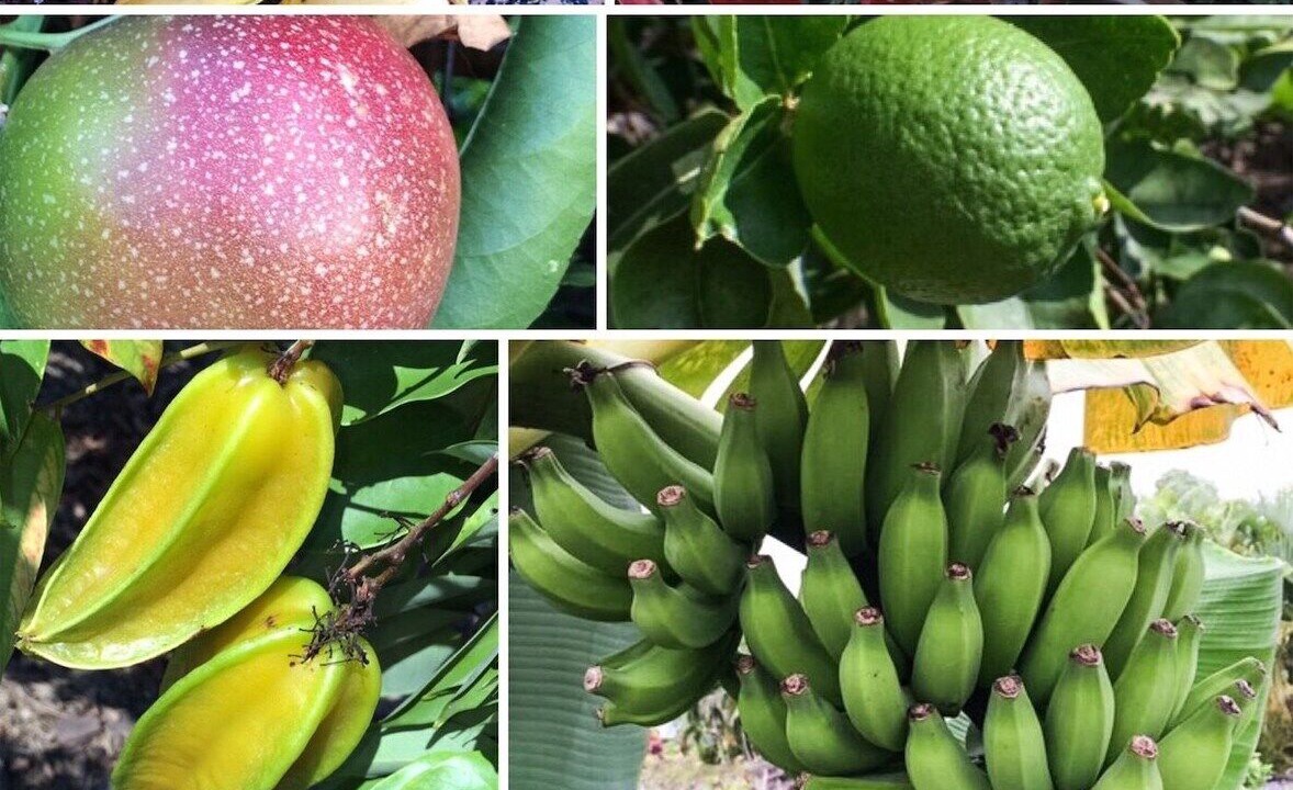 Photo of Others in Kailua-Kona