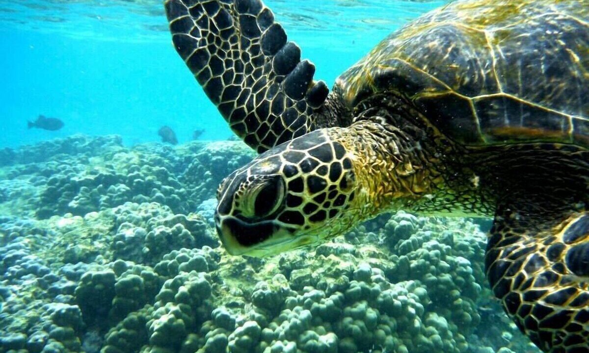 Photo of Others in Kailua-Kona