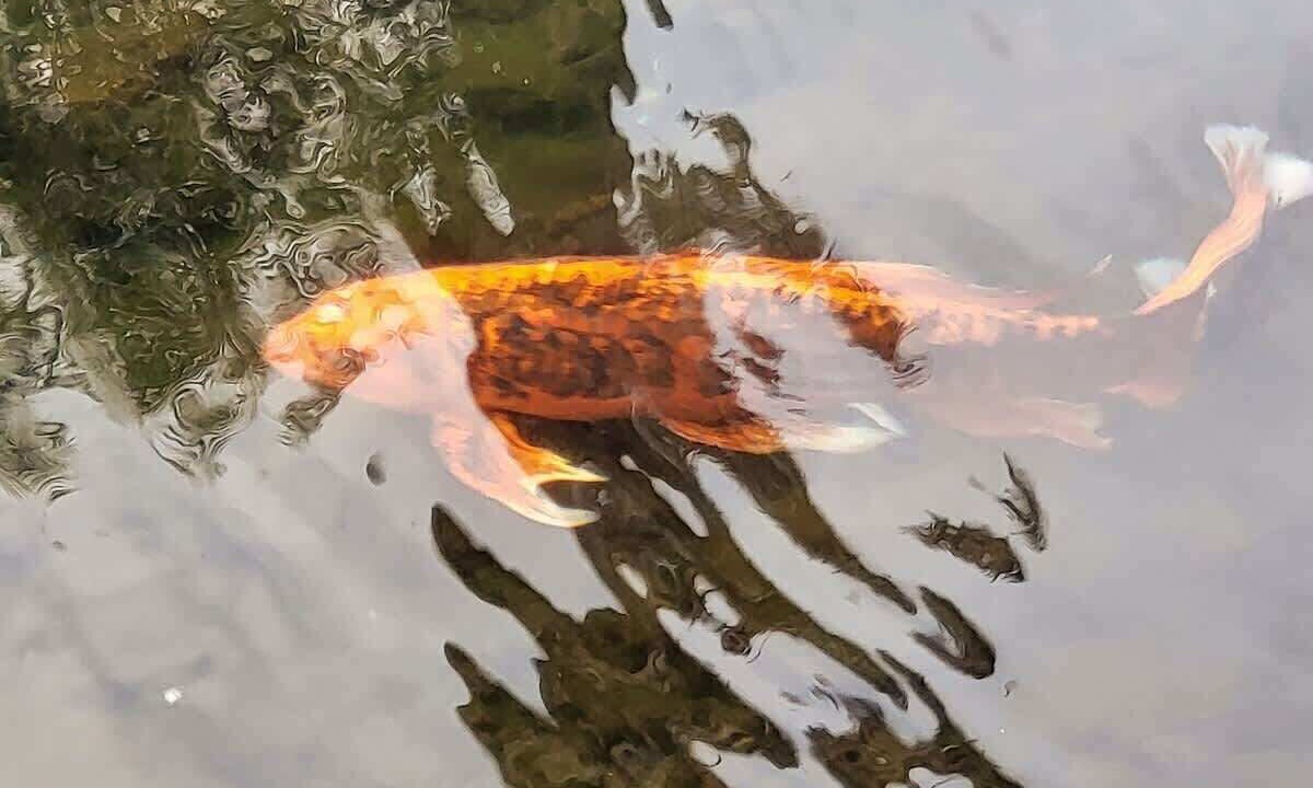 Photo of Others in Hilo