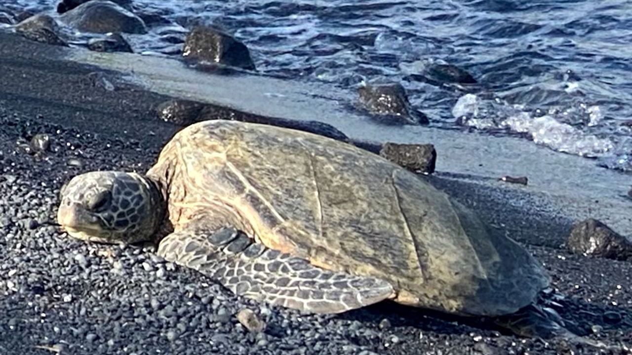 Photo of Others in Kona Paradise