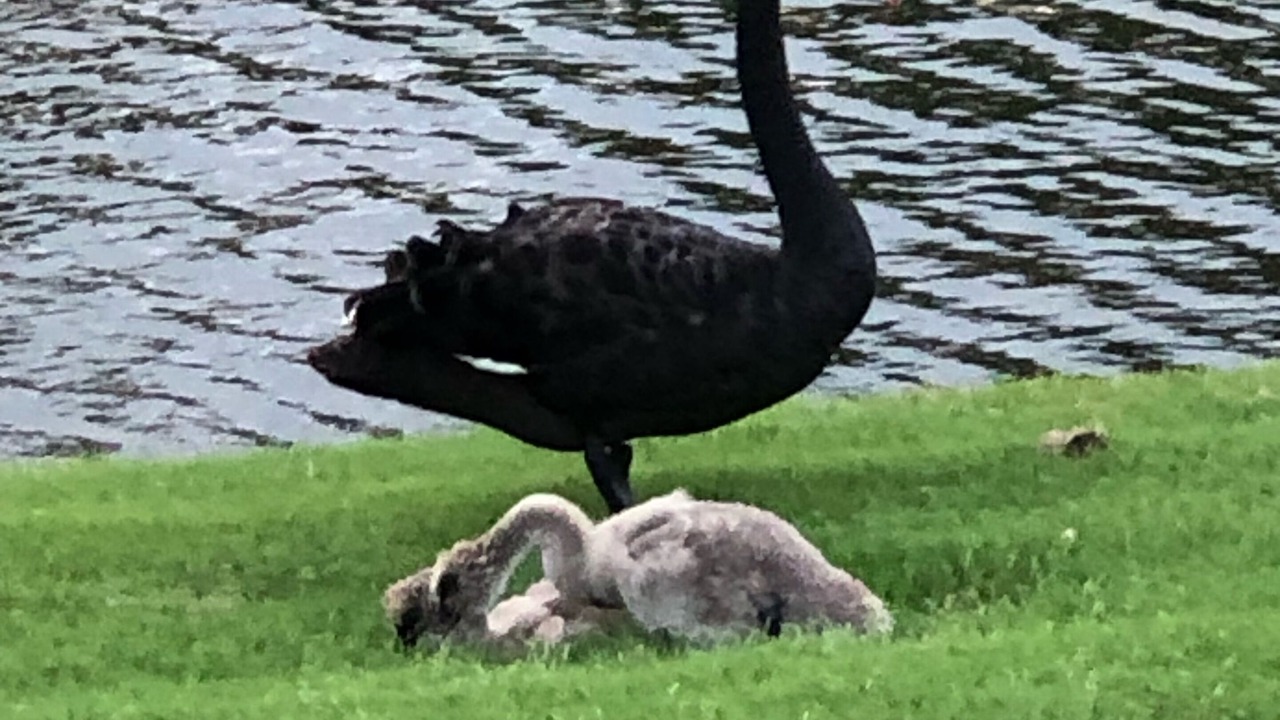 Photo of Others in Ko Olina