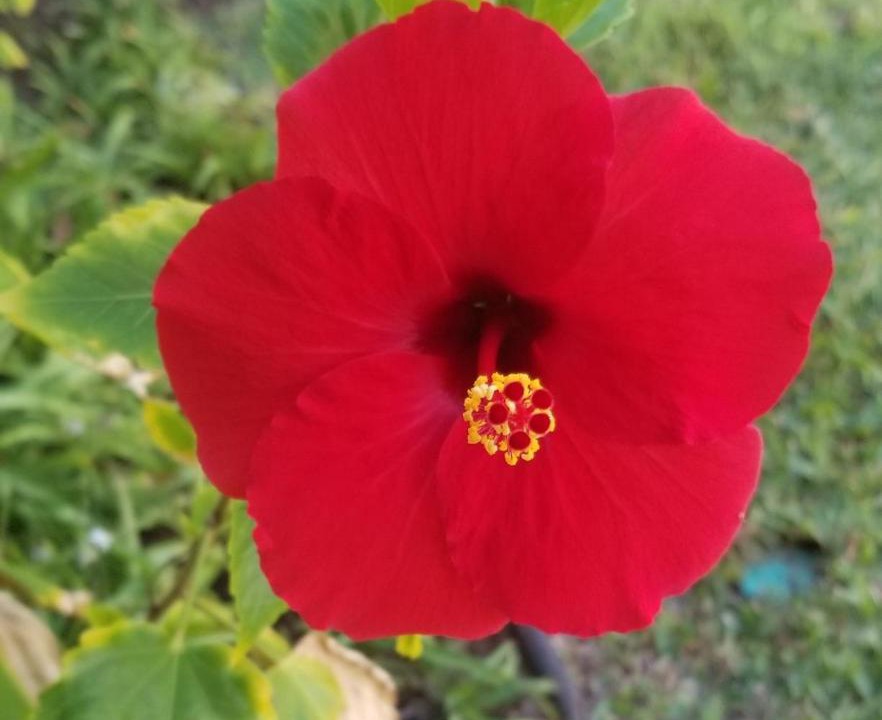 Photo of Others in Kapaa