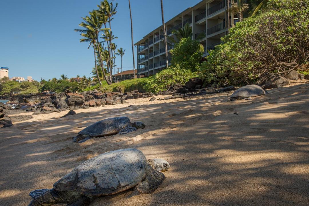 Photo of Others in Kahana