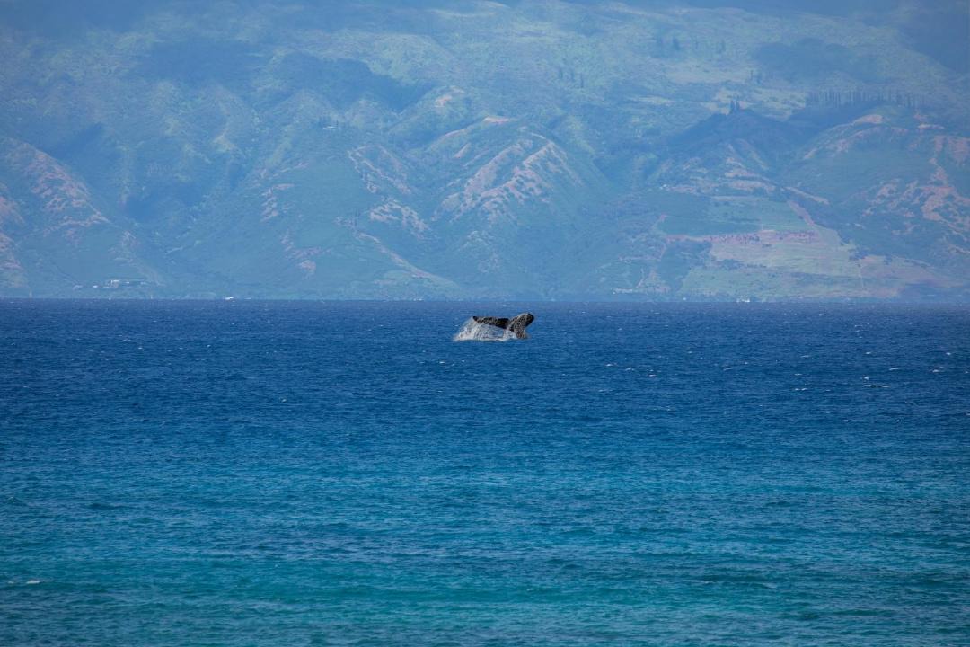 Photo of Human In Picture in Kahana